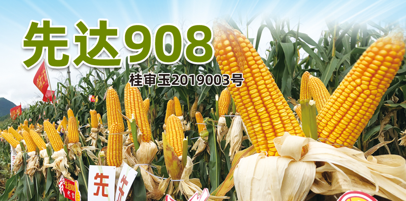 先达908-三北种业(sanbeiseed)-,玉米,种业