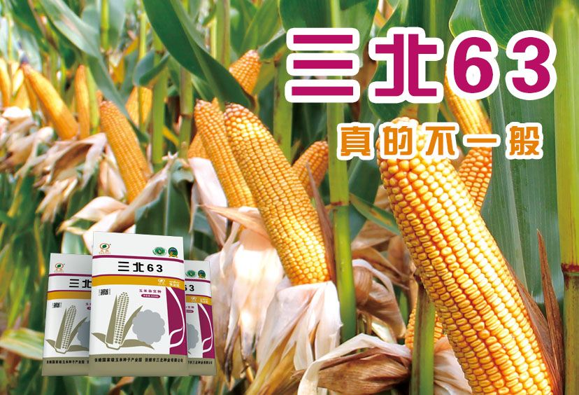 三北63玉米品种简介图片