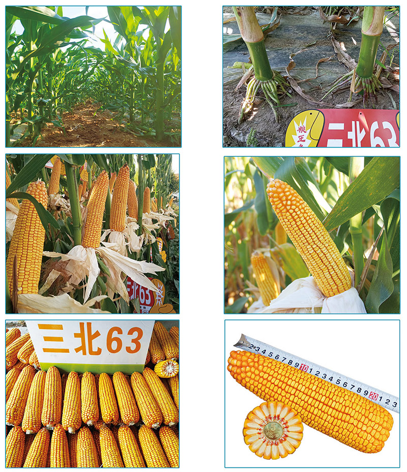 三北63玉米品种简介图片